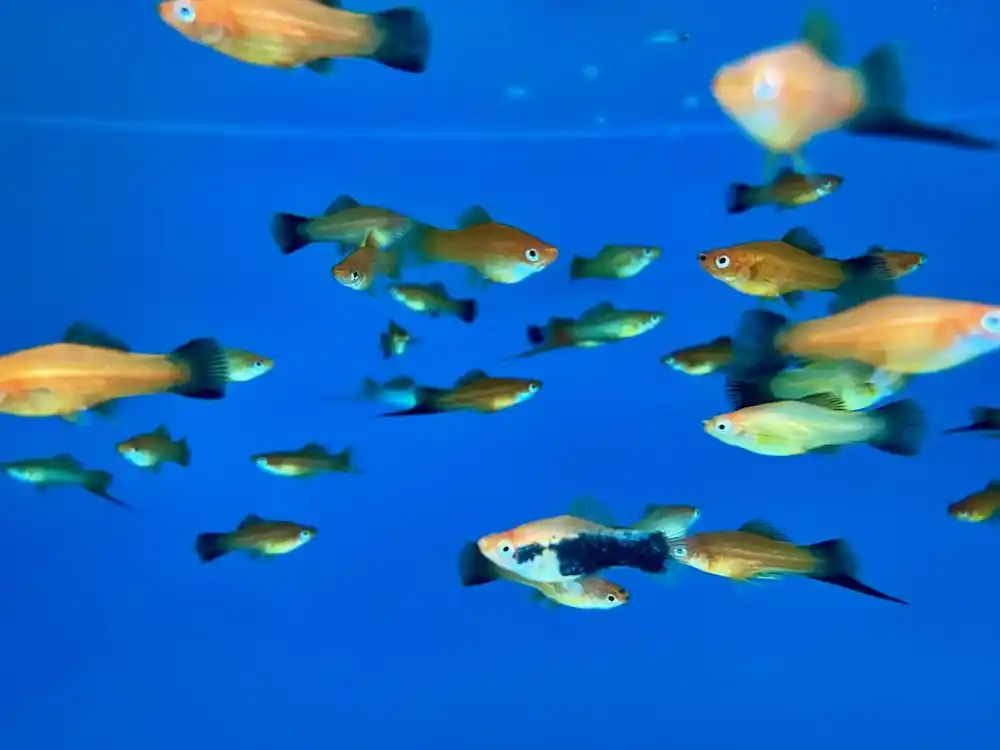 Schwertträger gemischte Farben (Xiphophorus helleri) Must-Have